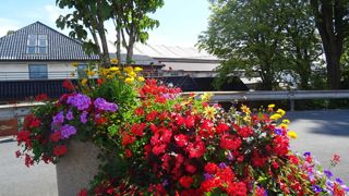 Begonia interspecific x benariensis BIG®, vu à La Madeleine (59) par Gilles Baron (Hortifleurissement Conseils).